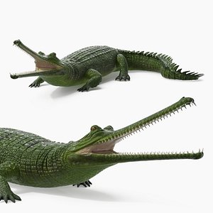 Narrow Jawed Gharial Green Crocodile Lying