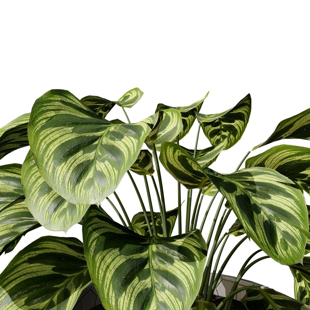 3D Realistic Potted Plants https://p.turbosquid.com/ts-thumb/gh/pn8j6R/WA/5.2png/jpg/1722974404/1920x1080/fit_q87/ef72fa884941859055f303adefce824d05ed35c5/5.2png.jpg