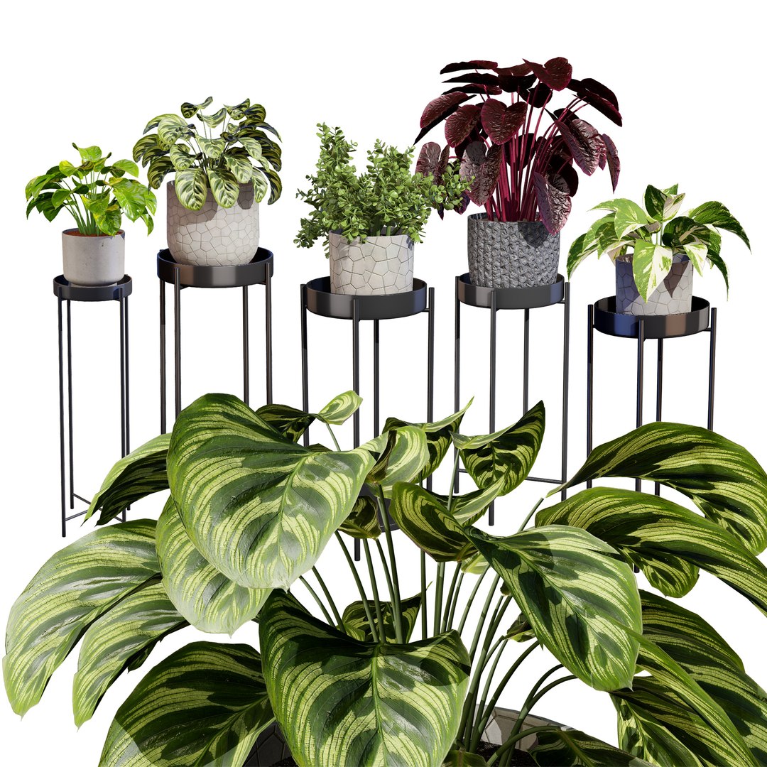 3D Realistic Potted Plants https://p.turbosquid.com/ts-thumb/gh/pn8j6R/dc/z01cover02/jpg/1722974402/1920x1080/fit_q87/5405d8399c45437c78382a2182cc68fdf466e766/z01cover02.jpg