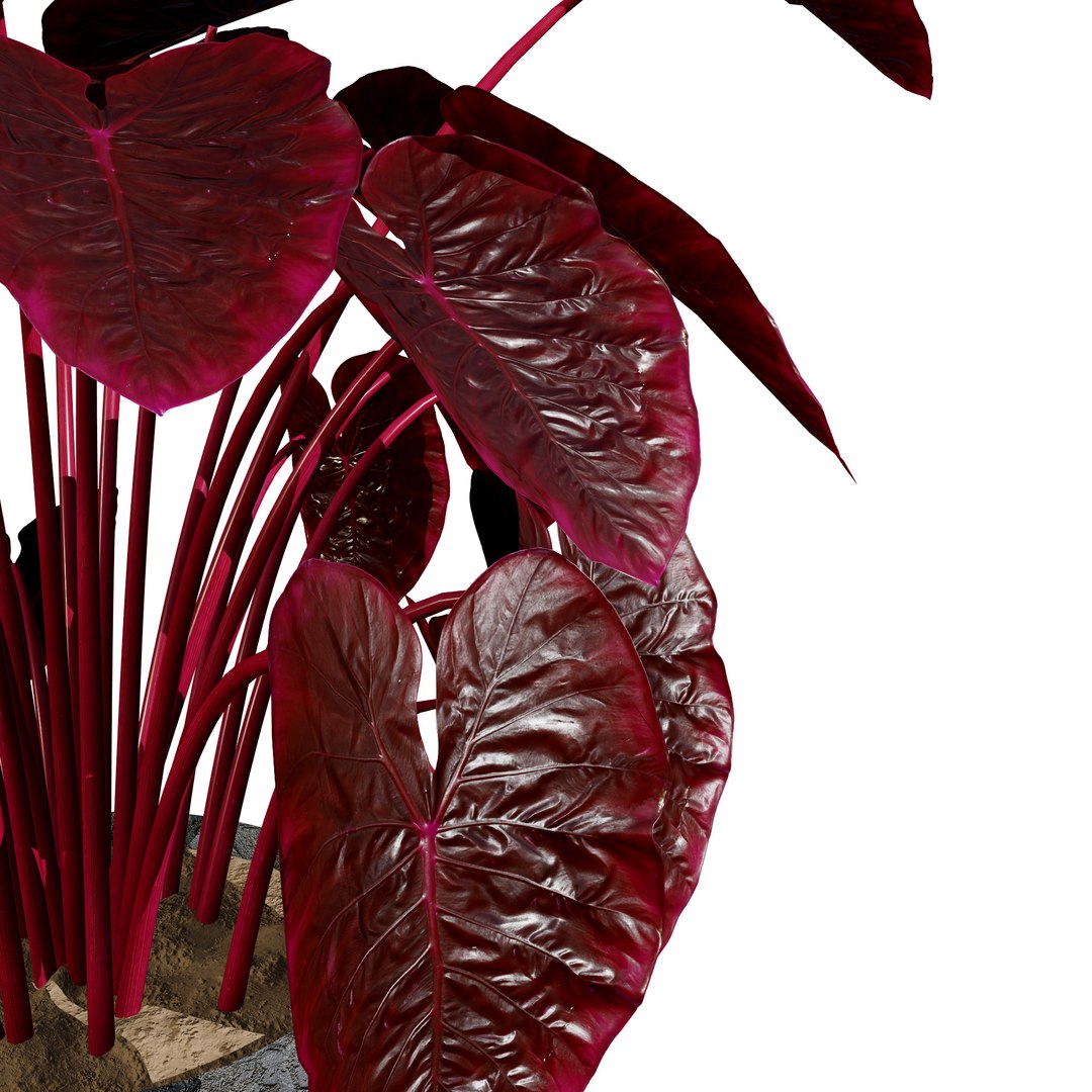 3D Realistic Potted Plants https://p.turbosquid.com/ts-thumb/gh/pn8j6R/rD/peperomiacaperataredluna2/jpg/1722974406/1920x1080/fit_q87/8659d467633378cc00f0afdc892483bb23465a3c/peperomiacaperataredluna2.jpg