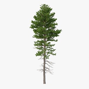 Picea Abies No 1 3D