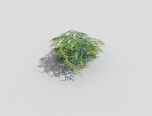 shrub 3ds
