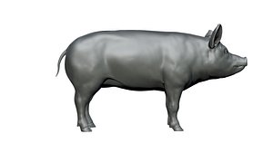 3D pig