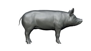 pig