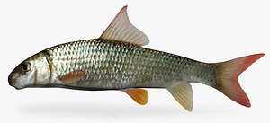 3d moxostoma breviceps smallmouth redhorse model