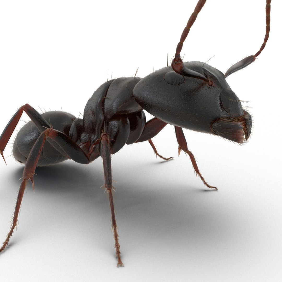 3d black ant fur pose https://p.turbosquid.com/ts-thumb/gi/DF6z3x/1qB2g128/3dmodelofblackantwithfur21/jpg/1453716047/1920x1080/fit_q87/02b1e5debad0b18046560fed5bc0034be8b1e519/3dmodelofblackantwithfur21.jpg
