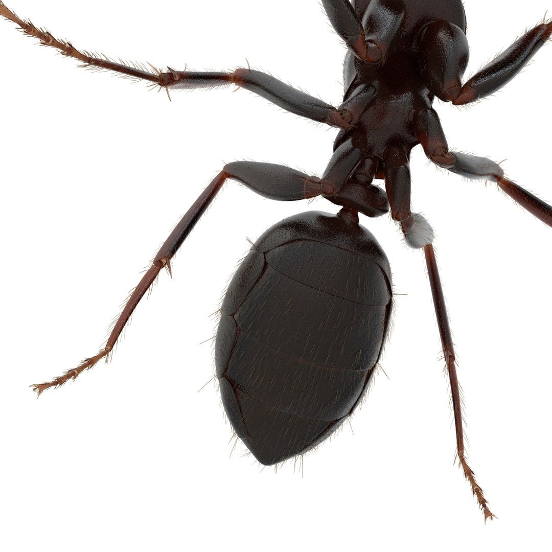 3d black ant fur pose https://p.turbosquid.com/ts-thumb/gi/DF6z3x/BBpOufCU/3dmodelofblackantwithfur18/jpg/1453716046/1920x1080/fit_q87/865a5b0187c1535882e3ec9662baf49f12e9715e/3dmodelofblackantwithfur18.jpg