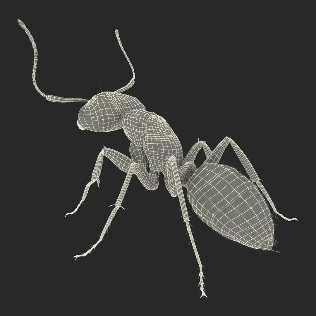 3d black ant fur pose https://p.turbosquid.com/ts-thumb/gi/DF6z3x/DvDzVQr5/3dmodelofblackantwithfur36/jpg/1453716049/1920x1080/fit_q87/4d8ac192b9fd6f9a7fe7bf0fdaf1d1584defb172/3dmodelofblackantwithfur36.jpg
