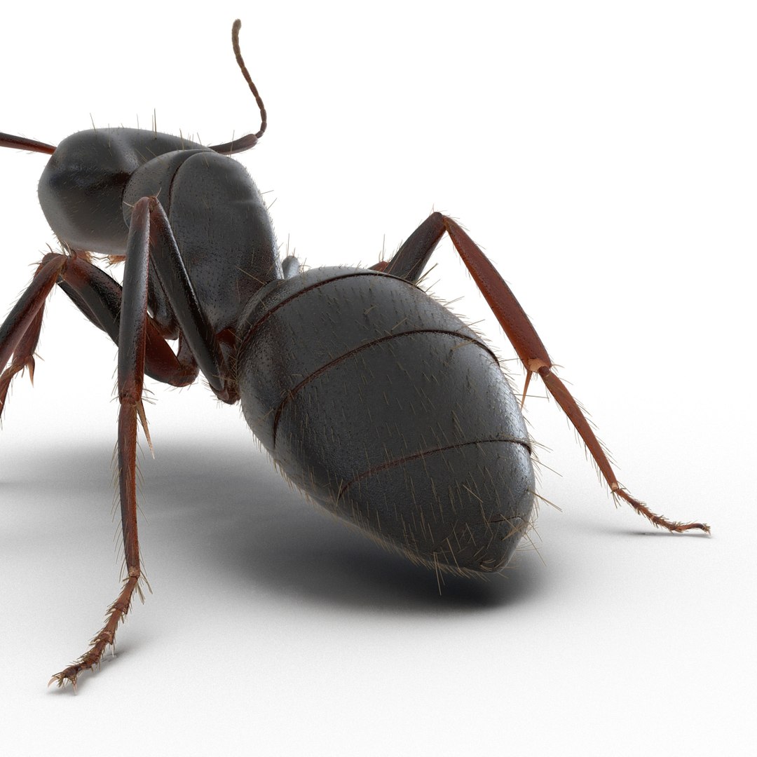 3d black ant fur pose https://p.turbosquid.com/ts-thumb/gi/DF6z3x/EYi90nI5/3dmodelofblackantwithfur26/jpg/1453716048/1920x1080/fit_q87/1d0a0aade651231a86f2aa6b4fb6eb3e3c54f183/3dmodelofblackantwithfur26.jpg