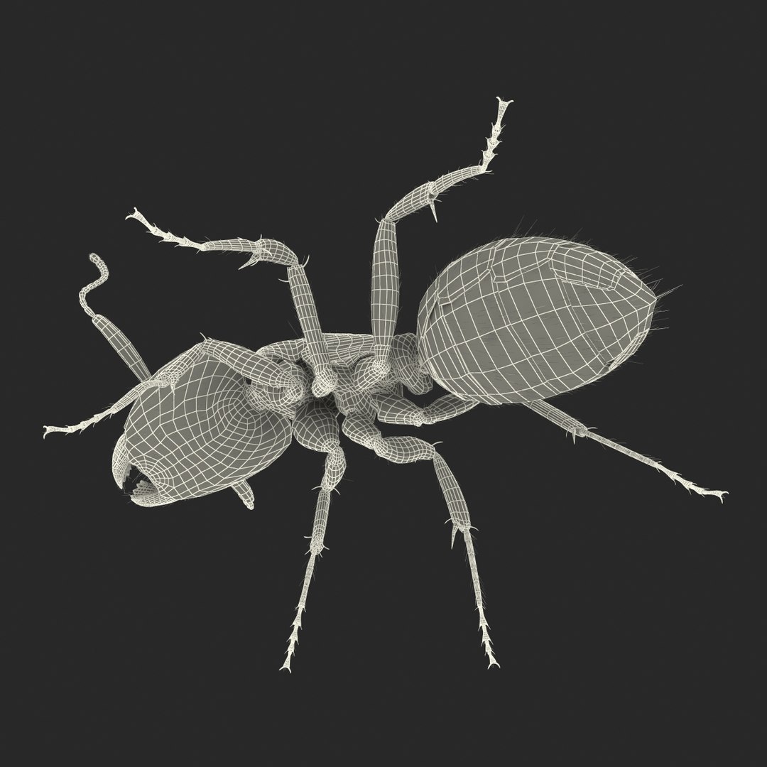 3d black ant fur pose https://p.turbosquid.com/ts-thumb/gi/DF6z3x/EnaPZLxn/3dmodelofblackantwithfur38/jpg/1453716050/1920x1080/fit_q87/87a73a25a18f6911d83b88d1e1c75fc7d67c98ea/3dmodelofblackantwithfur38.jpg