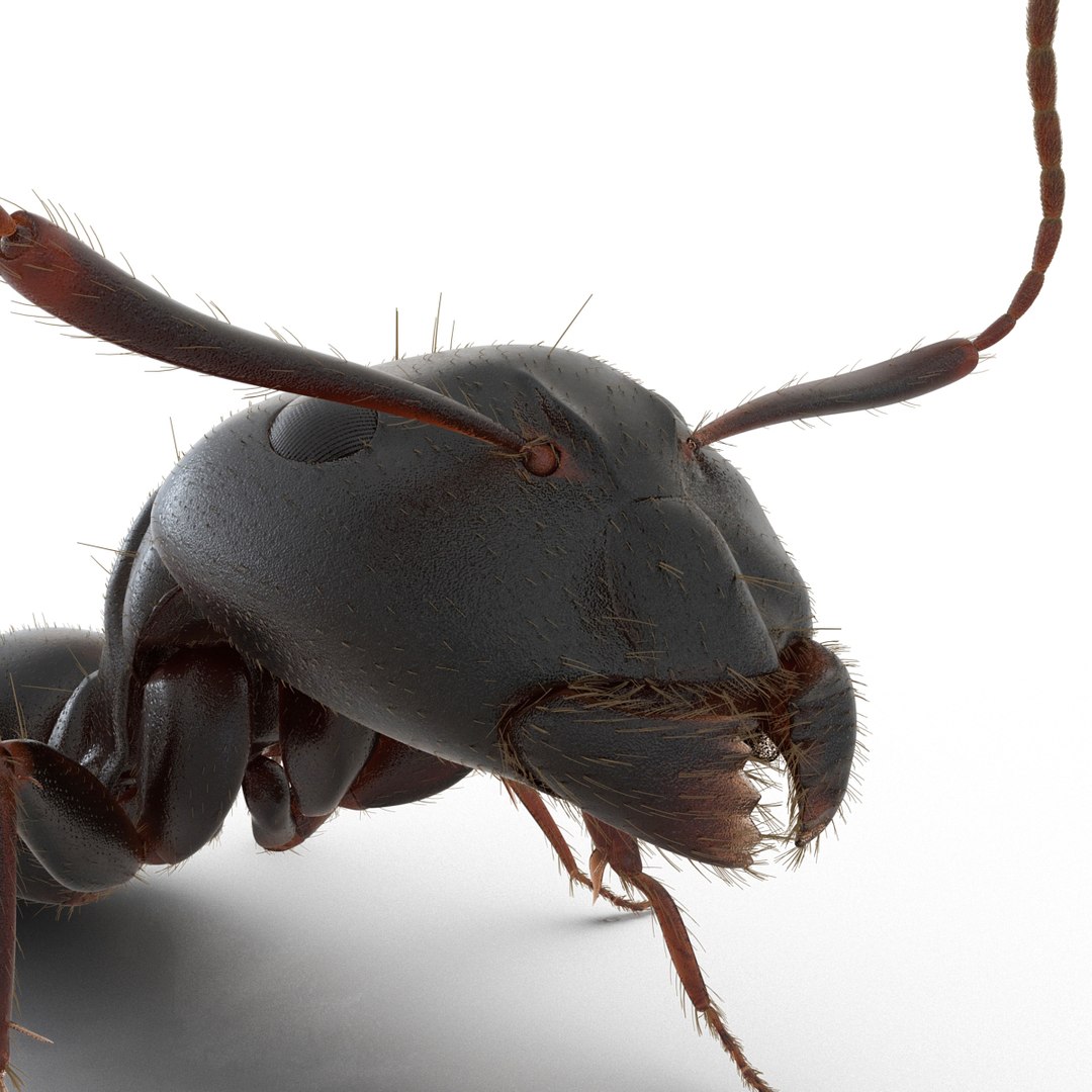 3d black ant fur pose https://p.turbosquid.com/ts-thumb/gi/DF6z3x/HSq9v7t5/3dmodelofblackantwithfur29/jpg/1453716048/1920x1080/fit_q87/44821efb51b6aa2f1f42bb39ea3f27e6e54a46d6/3dmodelofblackantwithfur29.jpg