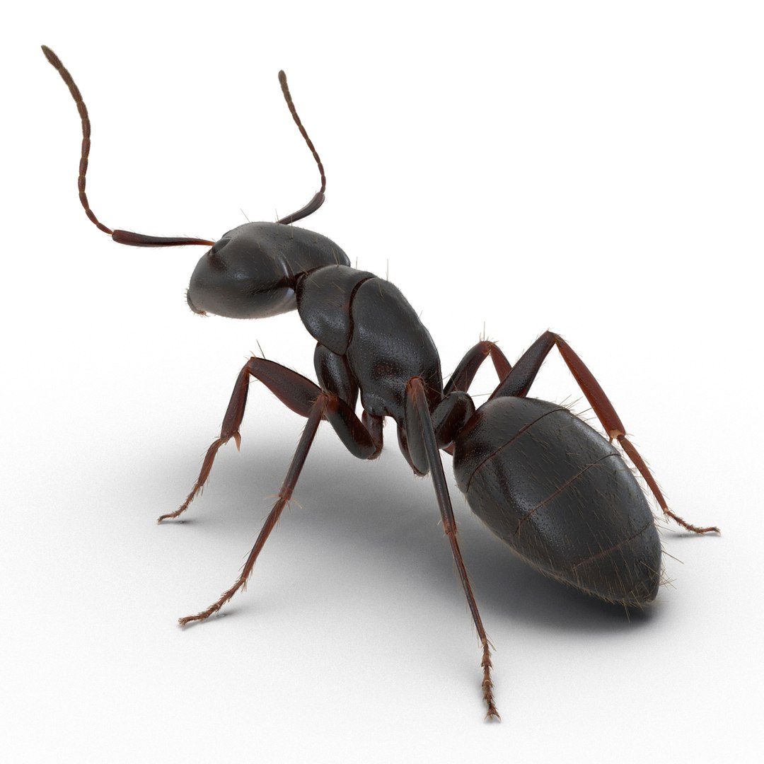 3d black ant fur pose https://p.turbosquid.com/ts-thumb/gi/DF6z3x/IWCkHs6e/3dmodelofblackantwithfur04/jpg/1453716045/1920x1080/fit_q87/2ce6f04c411e8d9d23cf6ede34afa5860d5a4634/3dmodelofblackantwithfur04.jpg