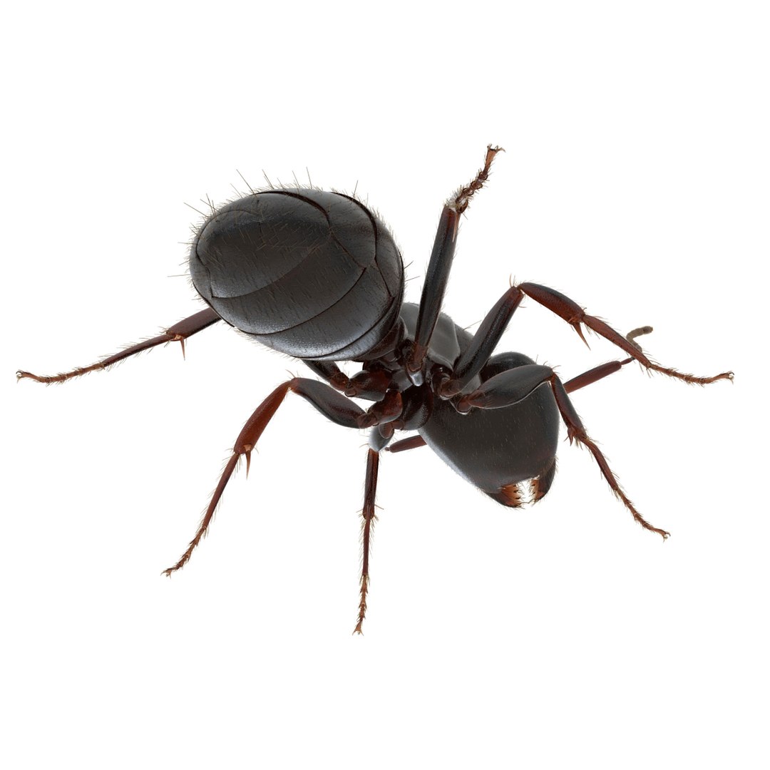 3d black ant fur pose https://p.turbosquid.com/ts-thumb/gi/DF6z3x/Jhw0OCYz/3dmodelofblackantwithfur16/jpg/1453716046/1920x1080/fit_q87/5f571f38c451ff959786f13d229c1dd601f9716b/3dmodelofblackantwithfur16.jpg