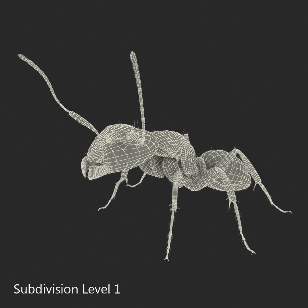 3d black ant fur pose https://p.turbosquid.com/ts-thumb/gi/DF6z3x/MYw0YUmO/3dmodelofblackantwithfur31/jpg/1453716048/1920x1080/fit_q87/8823a6cab8204b0f51cf671f13feb429f5645f1e/3dmodelofblackantwithfur31.jpg