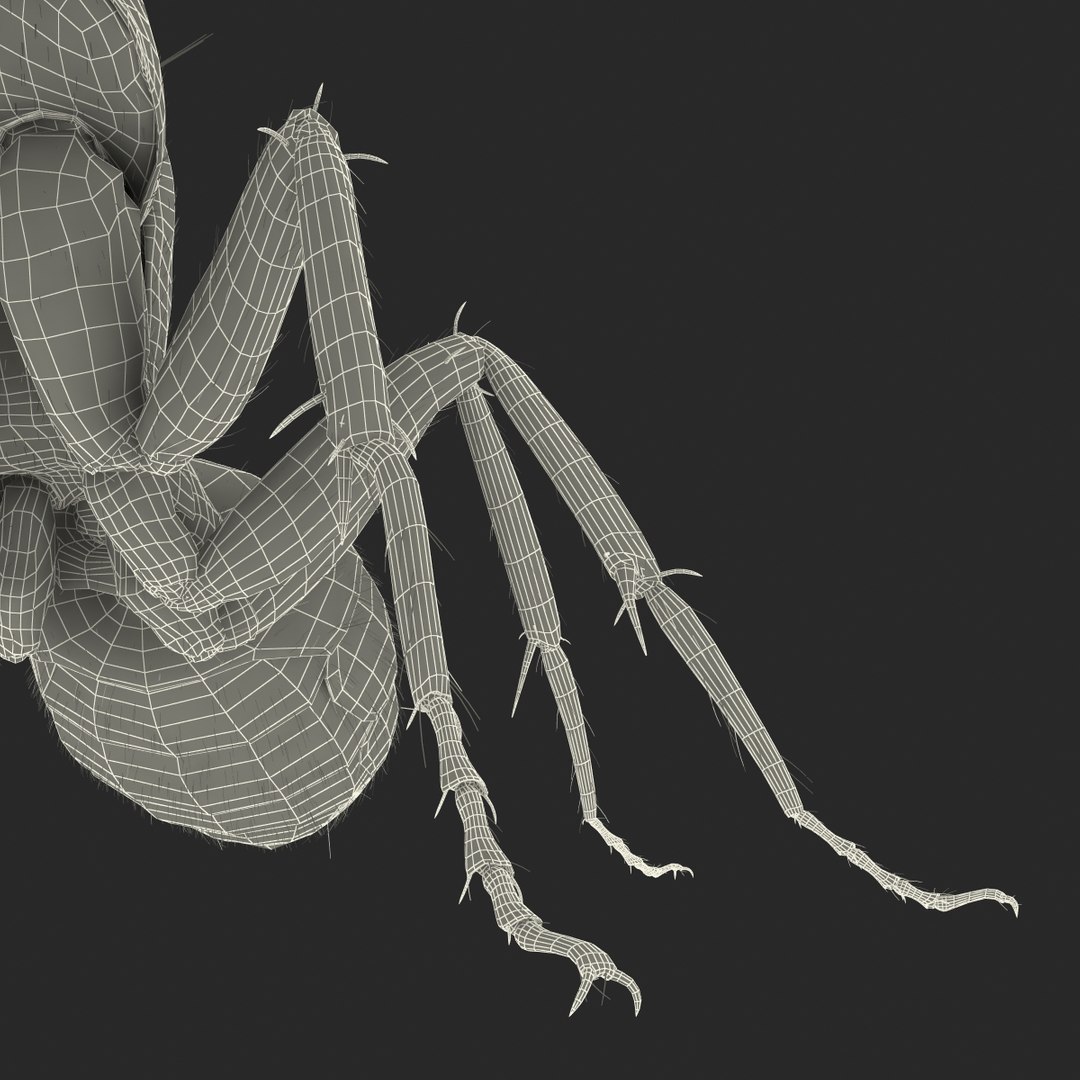 3d black ant fur pose https://p.turbosquid.com/ts-thumb/gi/DF6z3x/NDBi6ErI/3dmodelofblackantwithfur44/jpg/1453716051/1920x1080/fit_q87/73f340167a5edd41887cdc74a0043a8e5c779893/3dmodelofblackantwithfur44.jpg