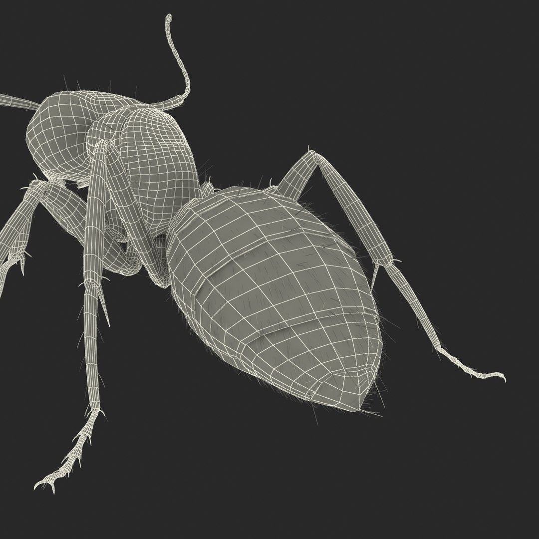 3d black ant fur pose https://p.turbosquid.com/ts-thumb/gi/DF6z3x/OH5bnVIb/3dmodelofblackantwithfur40/jpg/1453716050/1920x1080/fit_q87/9fe7995a73b9e13d45b74faf97499307756c123d/3dmodelofblackantwithfur40.jpg
