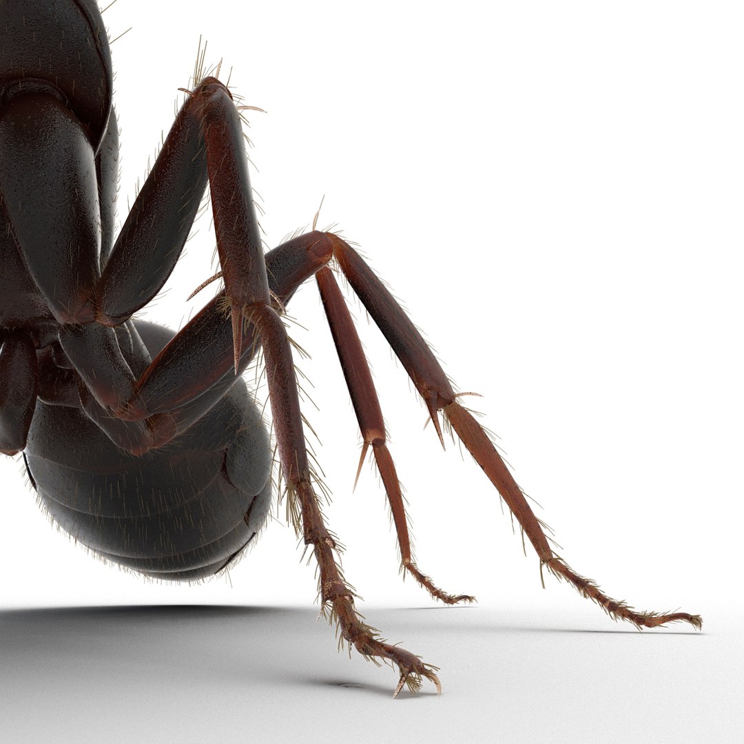 3d black ant fur pose https://p.turbosquid.com/ts-thumb/gi/DF6z3x/OIQtSU36/3dmodelofblackantwithfur28/jpg/1453716048/1920x1080/fit_q87/7cf136e4aa20b1252084b6e4053508f24ac63f01/3dmodelofblackantwithfur28.jpg