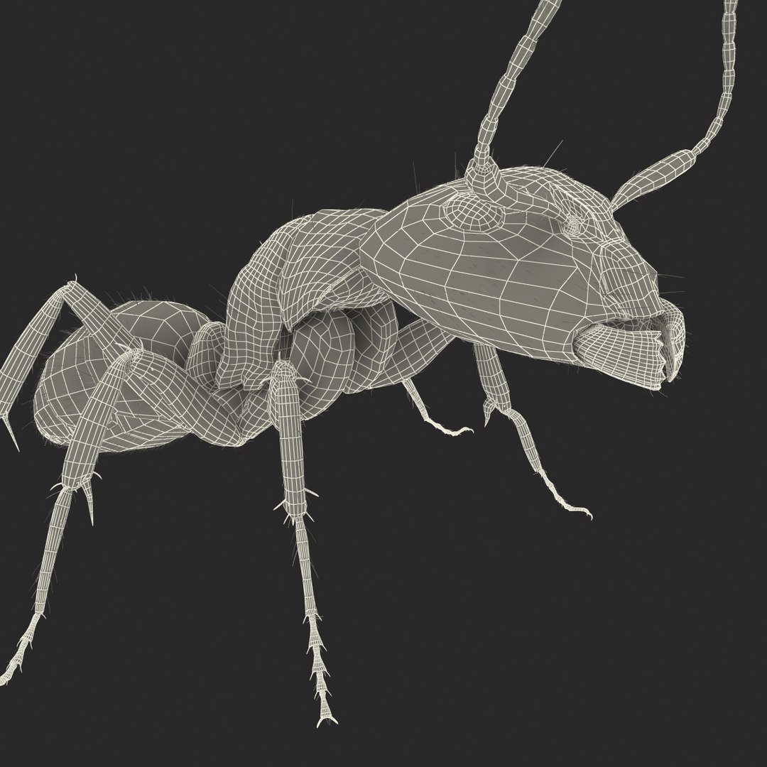 3d black ant fur pose https://p.turbosquid.com/ts-thumb/gi/DF6z3x/P6bxpk37/3dmodelofblackantwithfur39/jpg/1453716050/1920x1080/fit_q87/e01d27d227e11ae5d57af2b5429d1dddab48346e/3dmodelofblackantwithfur39.jpg