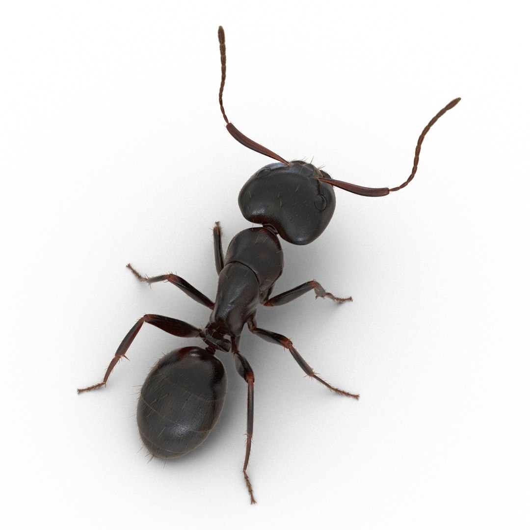 3d black ant fur pose https://p.turbosquid.com/ts-thumb/gi/DF6z3x/UASTn7Kk/3dmodelofblackantwithfur06/jpg/1453716045/1920x1080/fit_q87/f9c15fe11b2ba72d1067d0f21c993edf8a3a4080/3dmodelofblackantwithfur06.jpg