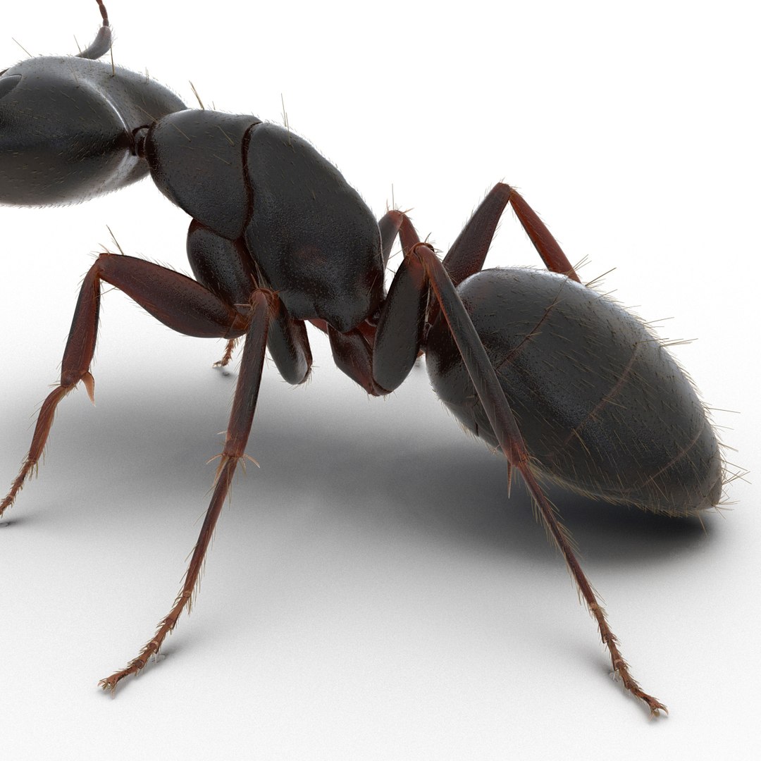 3d black ant fur pose https://p.turbosquid.com/ts-thumb/gi/DF6z3x/VBKKYovB/3dmodelofblackantwithfur22/jpg/1453716047/1920x1080/fit_q87/b5bc4f185a83823718e0eb62e5ce86d56f99c994/3dmodelofblackantwithfur22.jpg