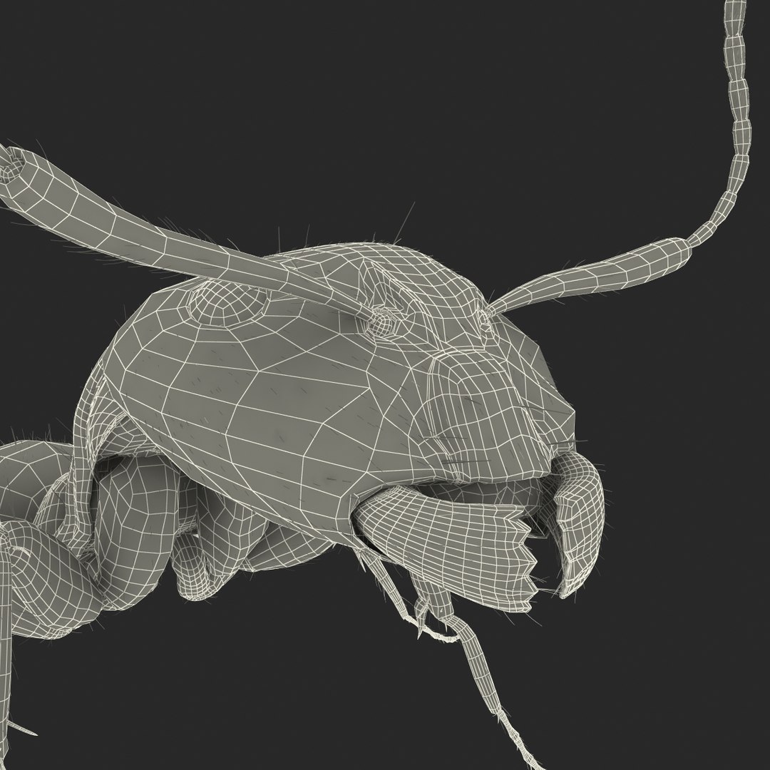 3d black ant fur pose https://p.turbosquid.com/ts-thumb/gi/DF6z3x/XrsWgrK7/3dmodelofblackantwithfur45/jpg/1453716051/1920x1080/fit_q87/47e6af621a95180e888e458c576df511708c1de5/3dmodelofblackantwithfur45.jpg