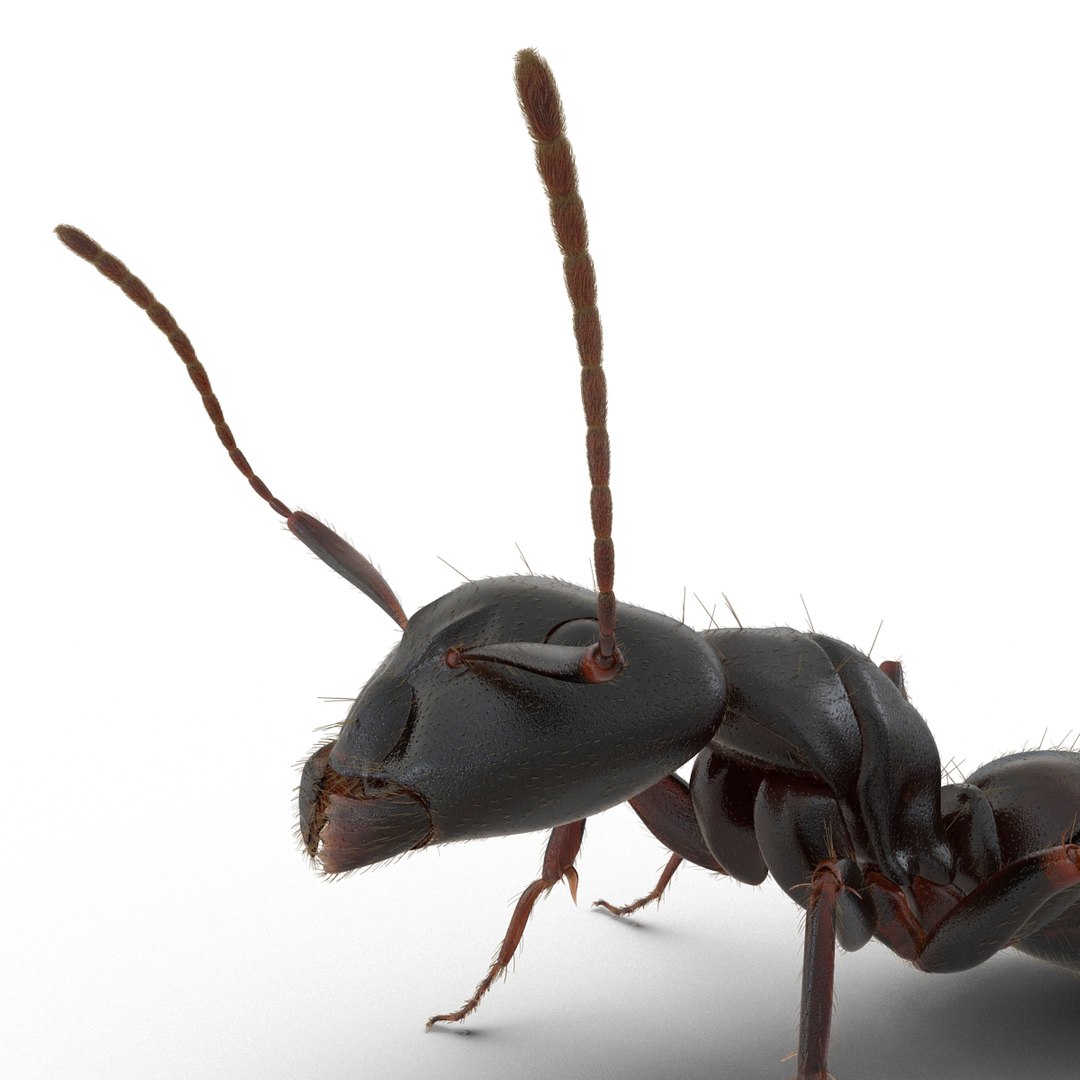 3d black ant fur pose https://p.turbosquid.com/ts-thumb/gi/DF6z3x/YfICs4I1/3dmodelofblackantwithfur19/jpg/1453716047/1920x1080/fit_q87/6bbae3b3ee66dcf47b708207cfedd482ddff608b/3dmodelofblackantwithfur19.jpg