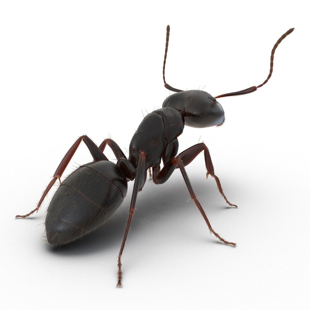 3d black ant fur pose https://p.turbosquid.com/ts-thumb/gi/DF6z3x/asSkMBOQ/3dmodelofblackantwithfur05/jpg/1453716045/1920x1080/fit_q87/4412cae0bff64890c3e342f94d91124c9c0798c5/3dmodelofblackantwithfur05.jpg