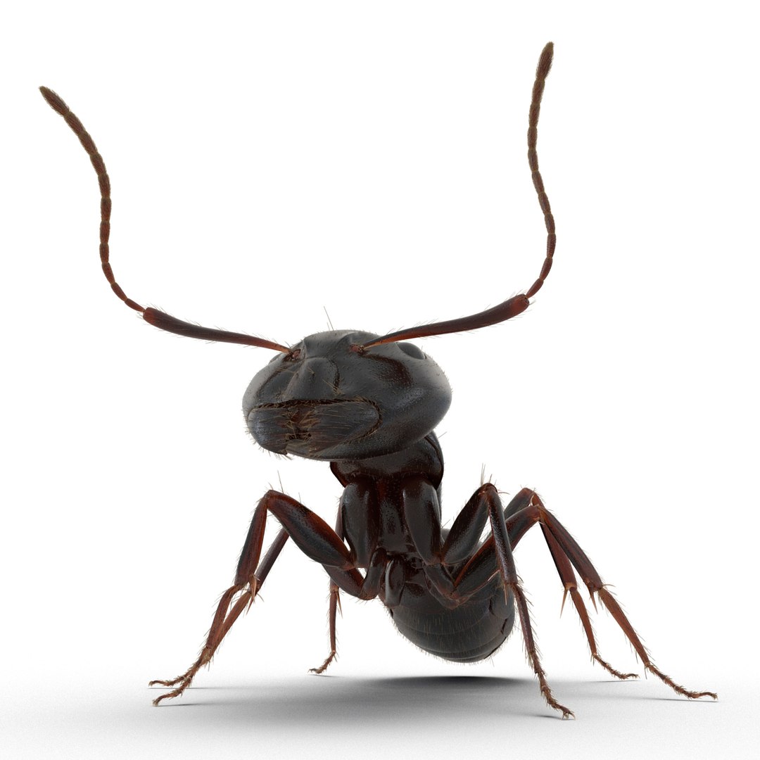 3d black ant fur pose https://p.turbosquid.com/ts-thumb/gi/DF6z3x/dcdxIm2R/3dmodelofblackantwithfur10/jpg/1453716045/1920x1080/fit_q87/615eae739742d83a77d9975d45031d881ebf9861/3dmodelofblackantwithfur10.jpg