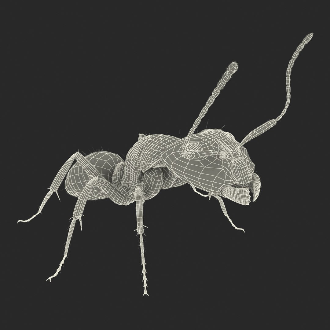 3d black ant fur pose https://p.turbosquid.com/ts-thumb/gi/DF6z3x/kwAztpQe/3dmodelofblackantwithfur35/jpg/1453716049/1920x1080/fit_q87/455d69c4e0ee27d8f636dfe804280d7c5d428c5f/3dmodelofblackantwithfur35.jpg