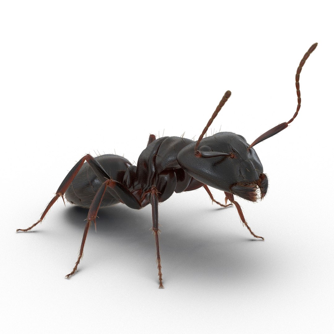 3d black ant fur pose https://p.turbosquid.com/ts-thumb/gi/DF6z3x/mU404PBF/3dmodelofblackantwithfur02/jpg/1453716044/1920x1080/fit_q87/d7d2310213f1462d9264473ec554d5a1b6a785fc/3dmodelofblackantwithfur02.jpg