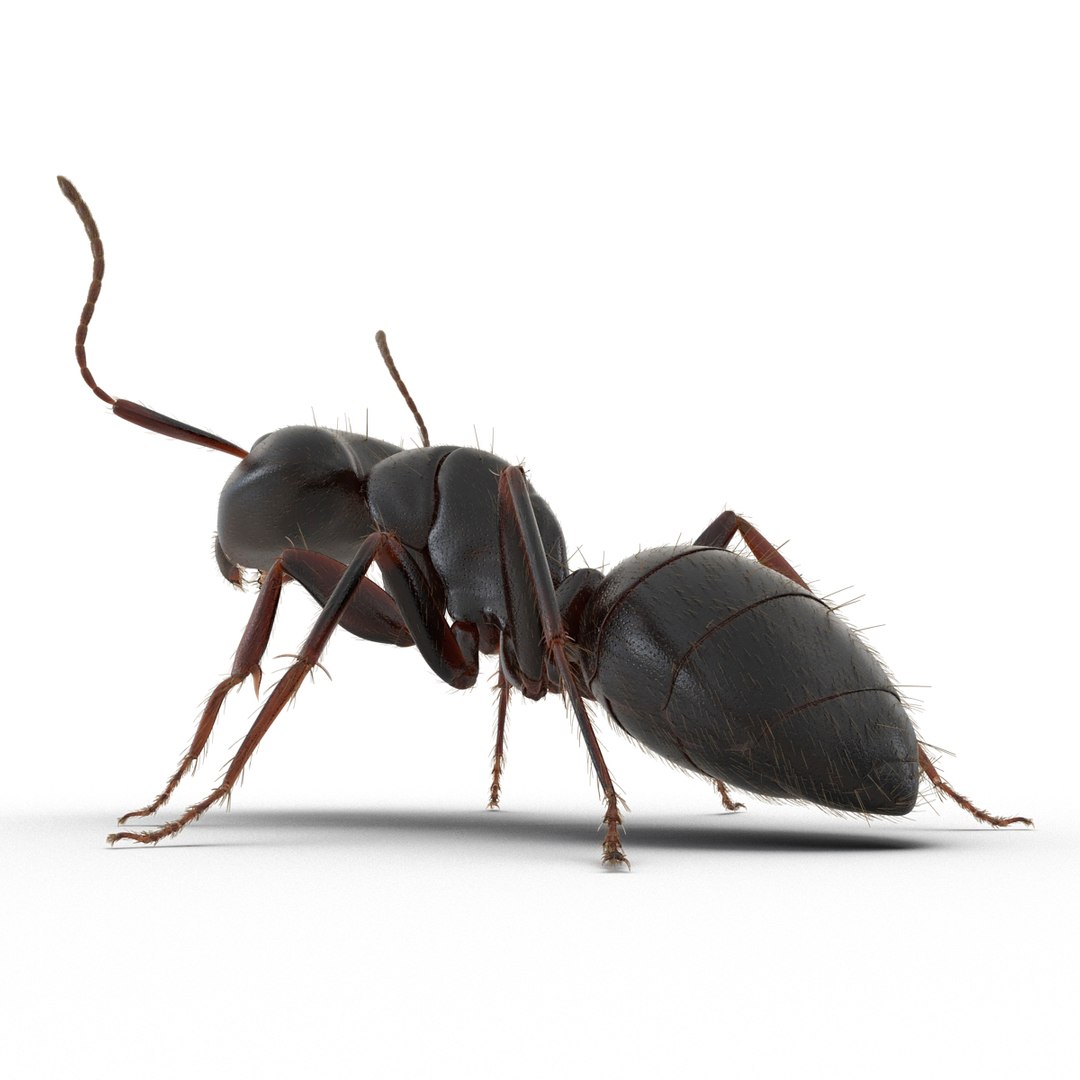 3d black ant fur pose https://p.turbosquid.com/ts-thumb/gi/DF6z3x/nR0L6hWI/3dmodelofblackantwithfur13/jpg/1453716046/1920x1080/fit_q87/39f8ed651fa6640632d26e1c81d0390c01accddf/3dmodelofblackantwithfur13.jpg