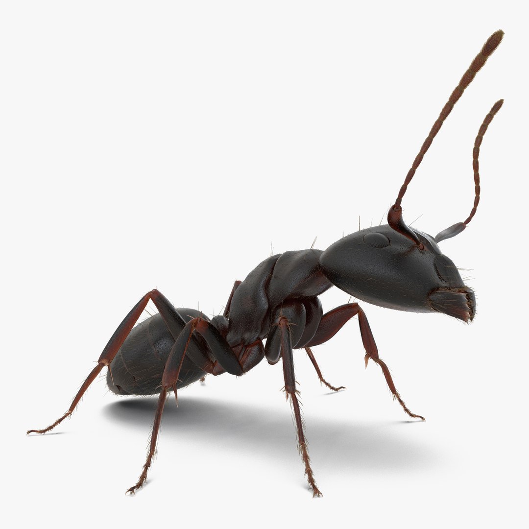 Black Ant with Fur Pose 2 3D Model preview