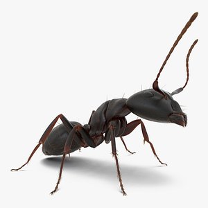 Black Ant with Fur Pose 2 3D Model