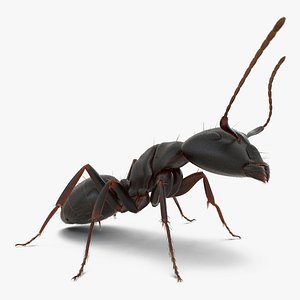 Black Ant with Fur Pose 2 3D Model