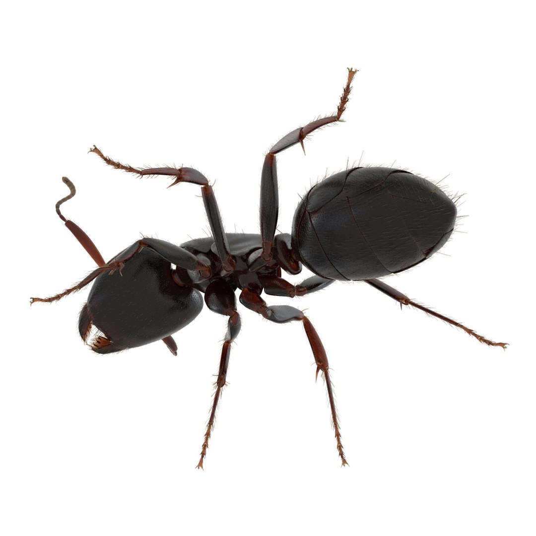 3d black ant fur pose https://p.turbosquid.com/ts-thumb/gi/DF6z3x/zGO5JuaE/3dmodelofblackantwithfur15/jpg/1453716046/1920x1080/fit_q87/b516404d381e6be66384a35fb9b731b827806d05/3dmodelofblackantwithfur15.jpg
