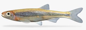 3dsmax notropis percobromus carmine shiner