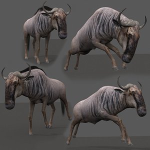 3D wildebeest animation