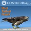 Red Tailed Hawk - Landing Morph sequence