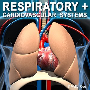 Human Respiratory System