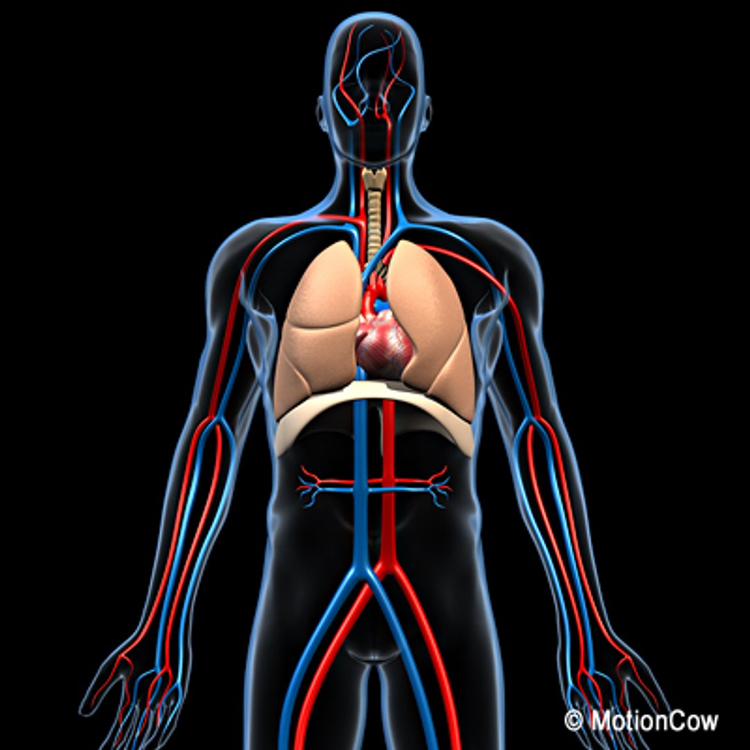 anatomy respiratory human organ 3d lwo https://p.turbosquid.com/ts-thumb/gi/ZYRV4n/Ah8mxovp/respiratoryc/jpg/1280214842/1920x1080/fit_q87/eae45e4bdb7db81cb6bd6375f511f0adf4c4f1ee/respiratoryc.jpg