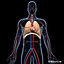 anatomy respiratory human organ 3d lwo