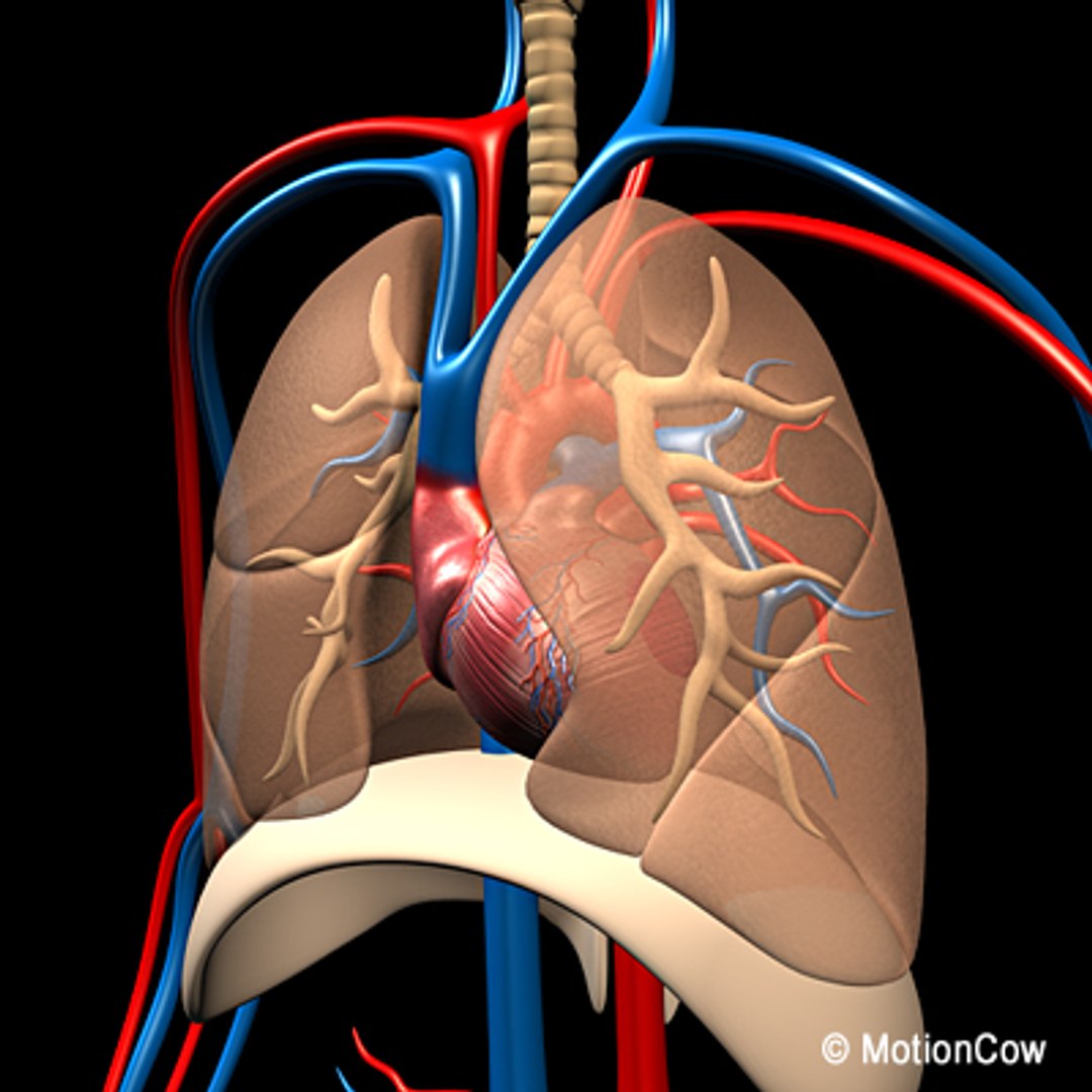 anatomy respiratory human organ 3d lwo https://p.turbosquid.com/ts-thumb/gi/ZYRV4n/OKRD4BjJ/respiratoryg/jpg/1280215861/1920x1080/fit_q87/a771a15b70af6174f4dcedd2dd0401f2d9fc0844/respiratoryg.jpg