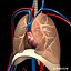 anatomy respiratory human organ 3d lwo