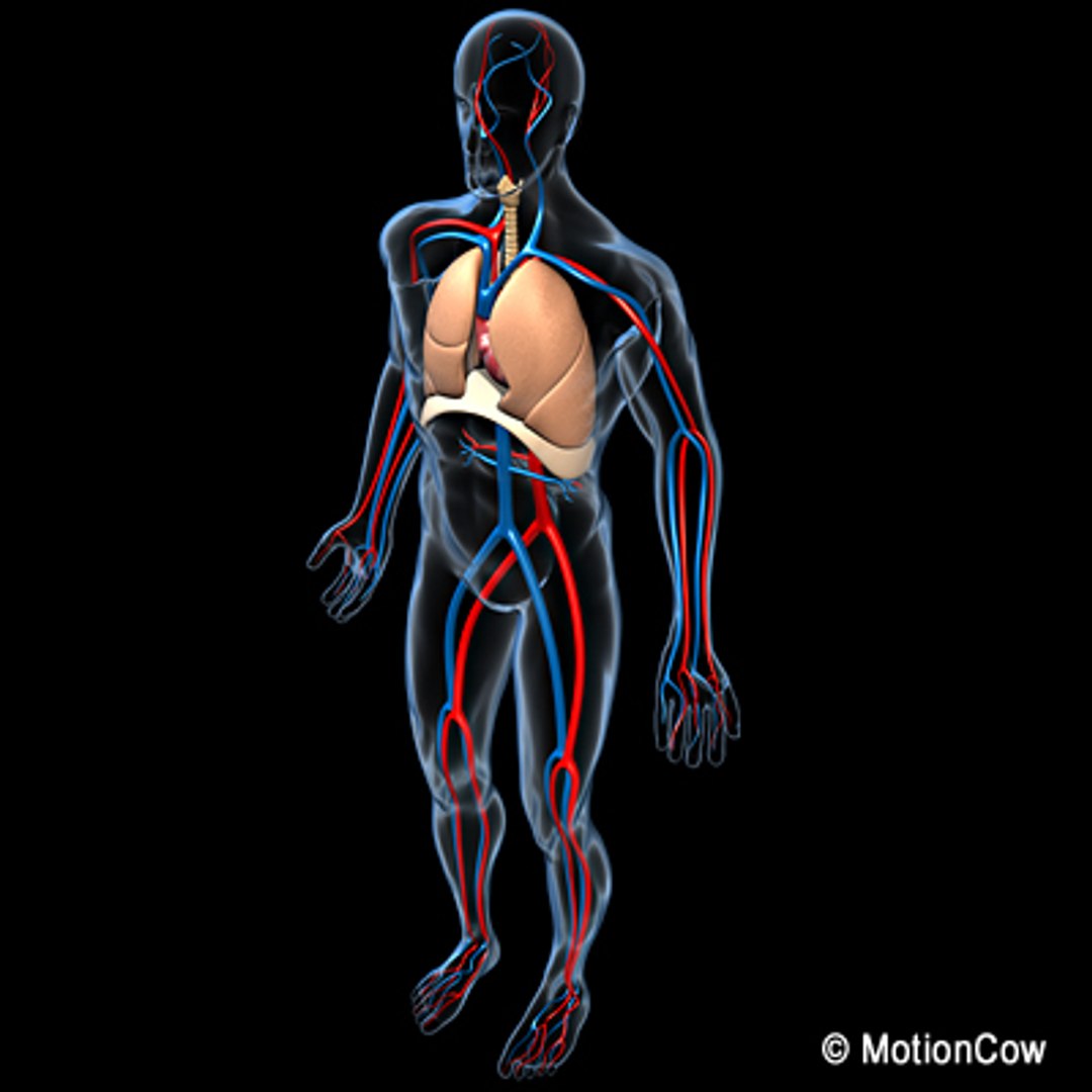 anatomy respiratory human organ 3d lwo https://p.turbosquid.com/ts-thumb/gi/ZYRV4n/OqnNoHy0/respiratoryf/jpg/1280215192/1920x1080/fit_q87/04b29dcf1ed0d1e7963c28d6977f66a81c3b58da/respiratoryf.jpg