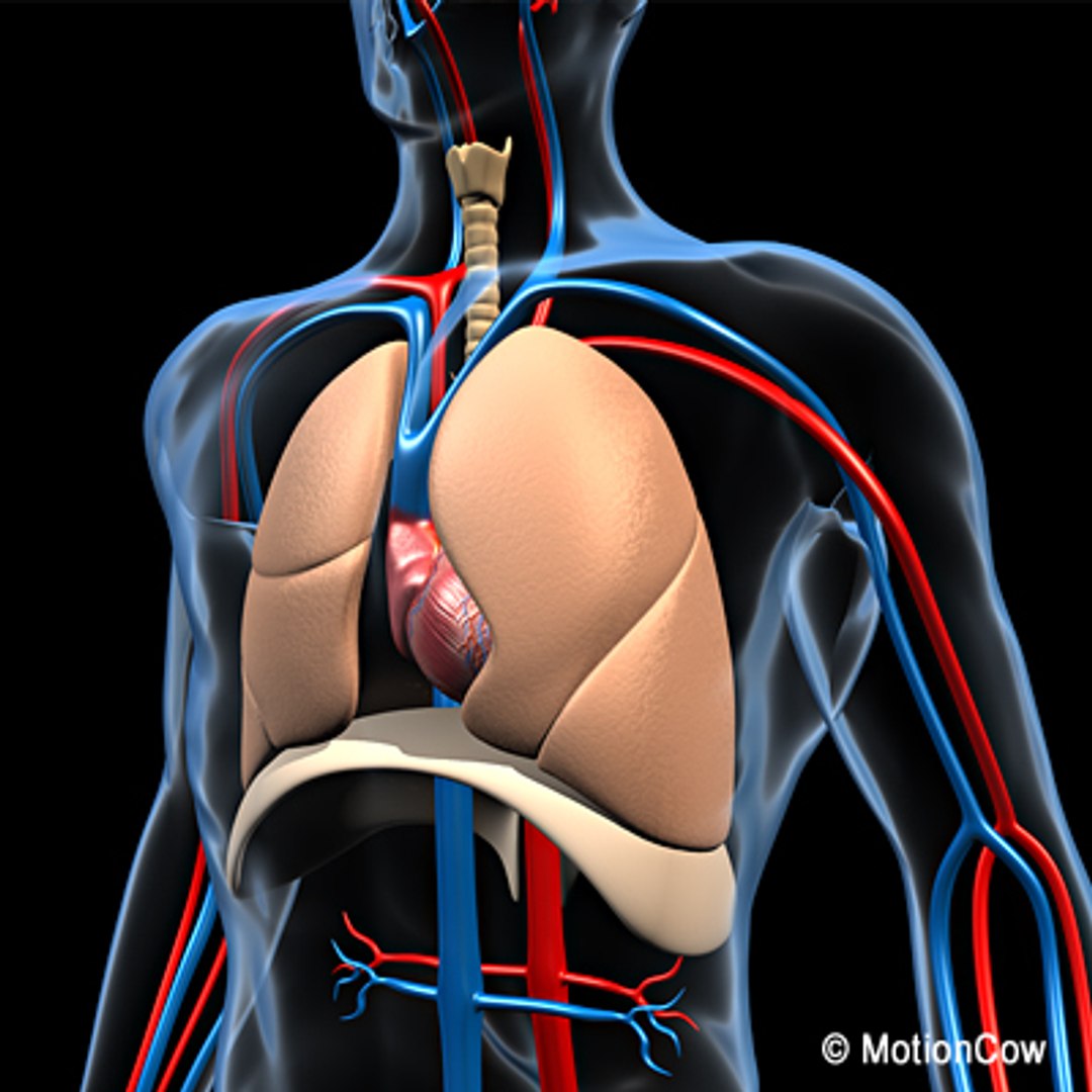 anatomy respiratory human organ 3d lwo https://p.turbosquid.com/ts-thumb/gi/ZYRV4n/drwu6cSI/respiratoryb/jpg/1280214698/1920x1080/fit_q87/d2e00587389b4175d25f37503a2e1bc4dd1d37b5/respiratoryb.jpg