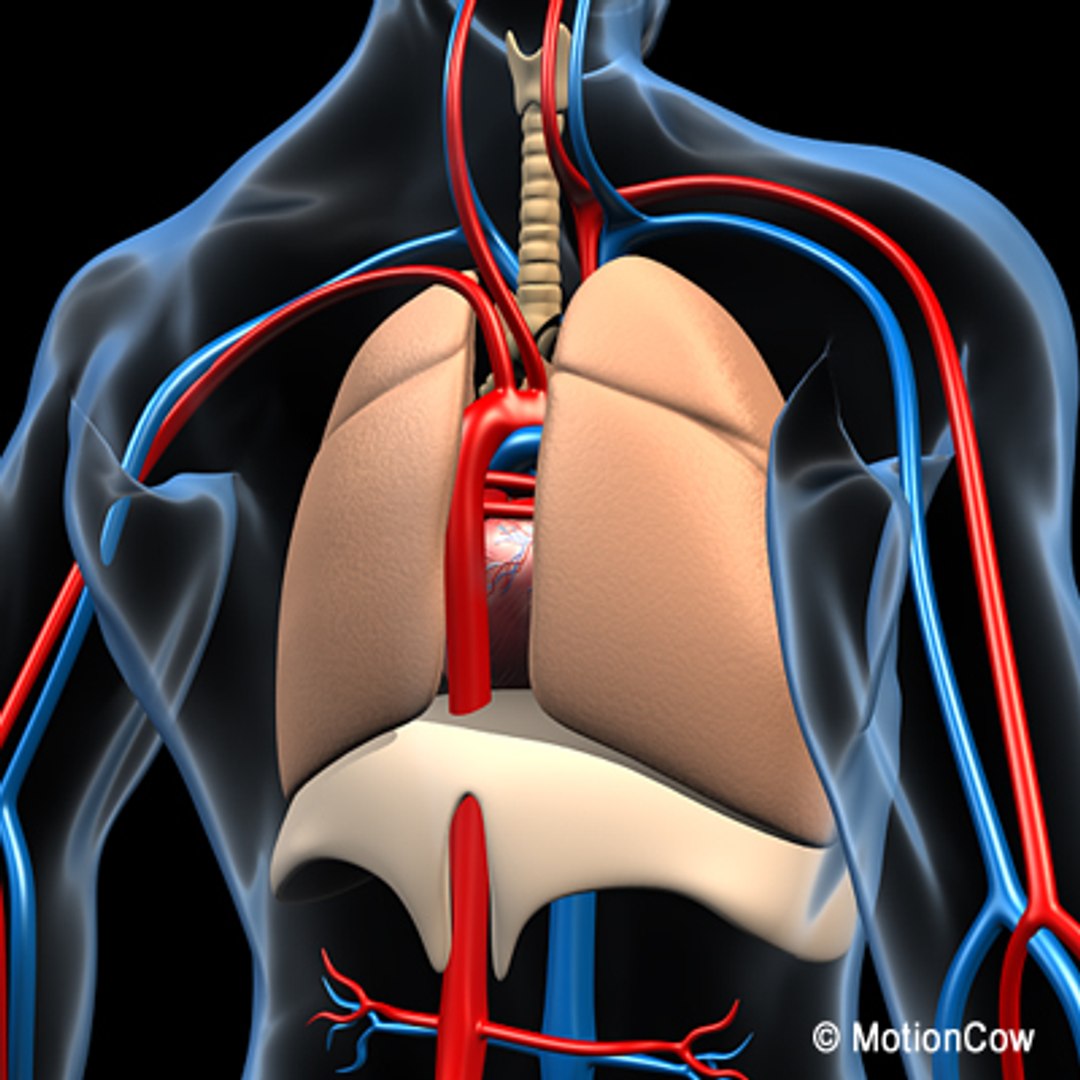 anatomy respiratory human organ 3d lwo https://p.turbosquid.com/ts-thumb/gi/ZYRV4n/ppzxNh31/respiratoryd/jpg/1280215029/1920x1080/fit_q87/3fa295e7887241ceb540468bf86f4c829404280a/respiratoryd.jpg