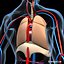 anatomy respiratory human organ 3d lwo