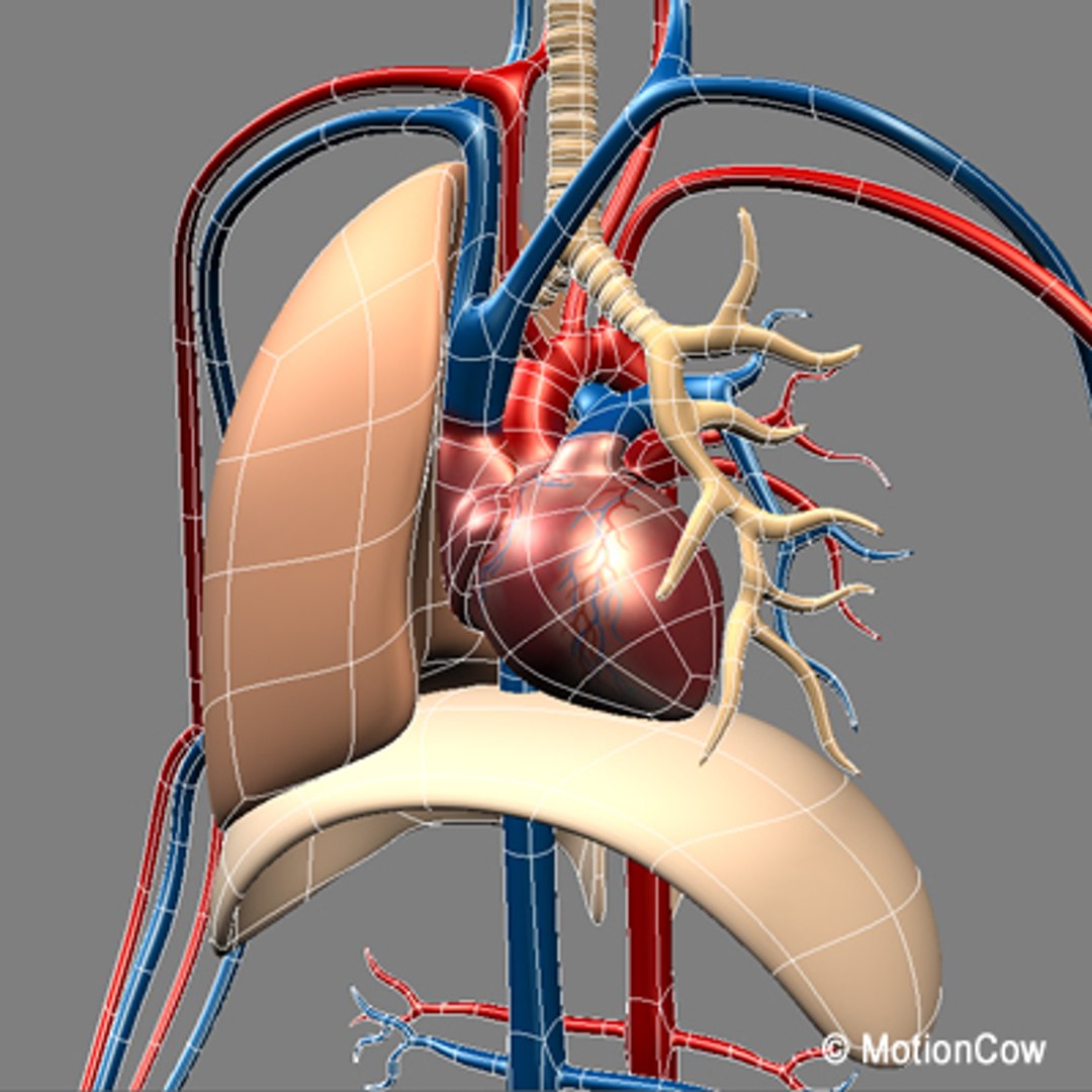 anatomy respiratory human organ 3d lwo https://p.turbosquid.com/ts-thumb/gi/ZYRV4n/yblm7cKI/anatomy_wire_b/jpg/1280215241/1920x1080/fit_q87/b93317442c43799629ef3adb722d84860314882c/anatomy_wire_b.jpg