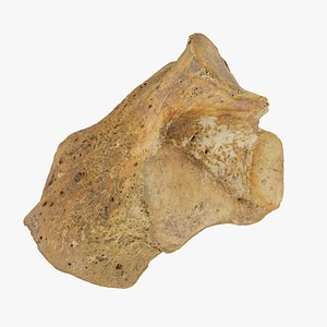 Real Calcaneus Bone 01 RAW SCAN