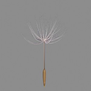 3D Dandelion V1